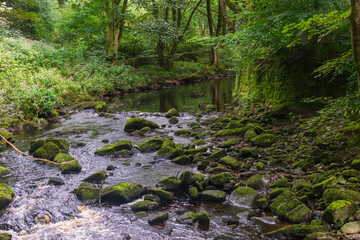 stream in the forest