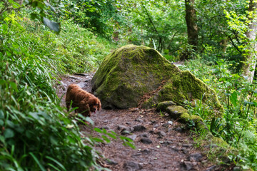 stream in the forest