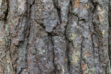 tree texture