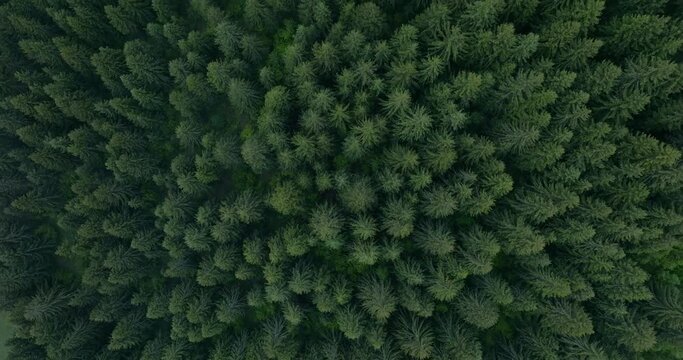 Aerial View of Spruce Forest at Vlasic Mountain Base
