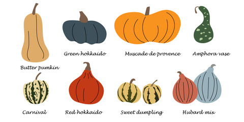 Different types of pumpkins with names. Butter pumpkin, hokkaido red, carnival, hubert mix, muscat de Provence, amphora pumpkins.