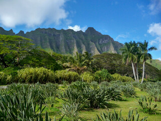 Fototapeta na wymiar scenic view of landscape around Kualoha along Kamehameha Highway on Oahu