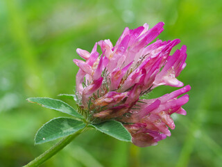 Rote Kleeblüte