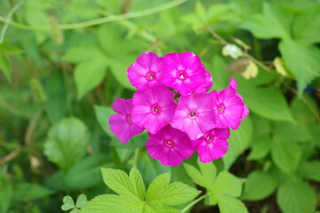 It is a perennial plant that is native to North America and is planted along roadsides or in flower beds for ornamental purposes.