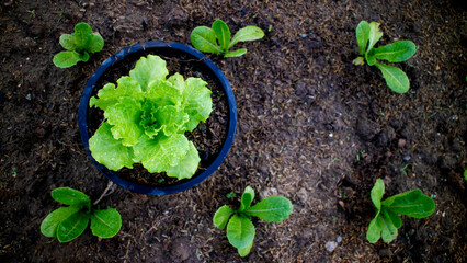 Top view of mustard greens, lettuce, oak mustard greens in vegetable growing pots