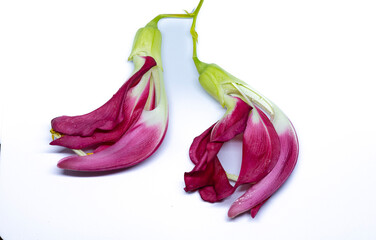 red Agasta ,Thai vegetable on white background