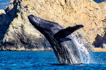 Beautiful specimen of humpback whale emerging from the deep sea and jumping with joy in the sea of Cortez, in Cabo San Lucas in the state of Baja California Sur, Mexico. - obrazy, fototapety, plakaty