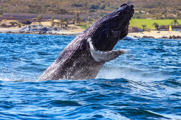 Beautiful and huge specimen of humpback whale emerging from the deep sea and jumping with joy in...