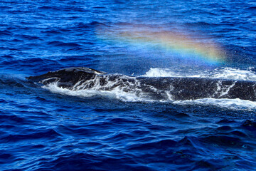 Beautiful and huge specimen of humpback whale emerging from the deep sea and breathing of joy in the sea of Cortez, in front of the coast, in Cabo San Lucas in the state of Baja California Sur.