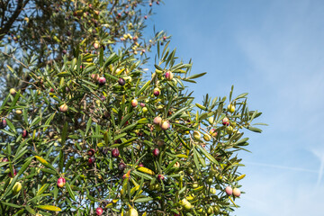 Oil olives on olive branches ready for harvesting and making pure extra virgin oil. Green Olives Tree