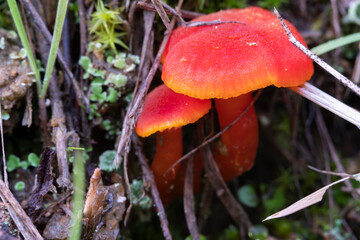 inedible fungus grows in meadows of Central Europe, hygrocybe coccinea.