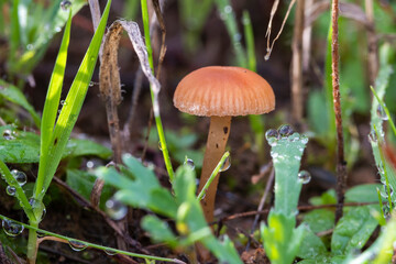 Detail of the Funeral bell, also called deadly galerina, Galerina marginata, a deadly poisonous mushroom