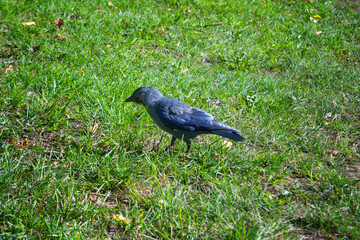 Jackdaw in a meadow, Eurasian jackdaw. Coloeus monedula. Green meadow with green grass.