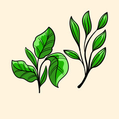 floral collection with leaves and flowers,drawing watercolor small flower. Botanical illustration minimal style.