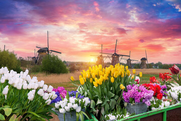 Windmill in Holland Michigan - An authentic wooden windmill from the Netherlands rises behind a field of tulips in Holland Michigan at Springtime. High quality photo - 644976335