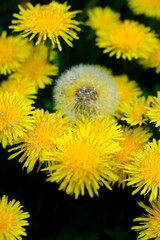 Dandelion Plants with Blossoms and Seeds