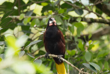 Montezuma Oropendola, Psarocolius montezuma