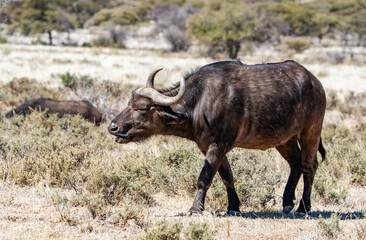 Naklejka na ściany i meble Female Cape buffalo photographed in Mokala National Park, South Africa.