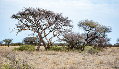 Camelthorn trees in Mokala National Park, South Africa.  