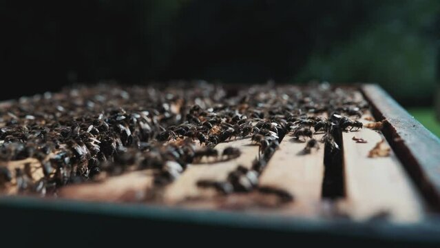Honey bees working on a wooden man made bee hive, bee box farming, beekeeping, beekeeper