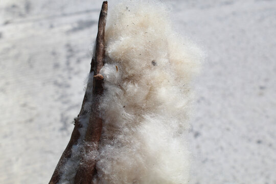 Dried fruit of Ceiba pentandra plant, produce cotton-like fluff known as the Java cotton, Java kapok, silk-cotton or samauma, on grey background