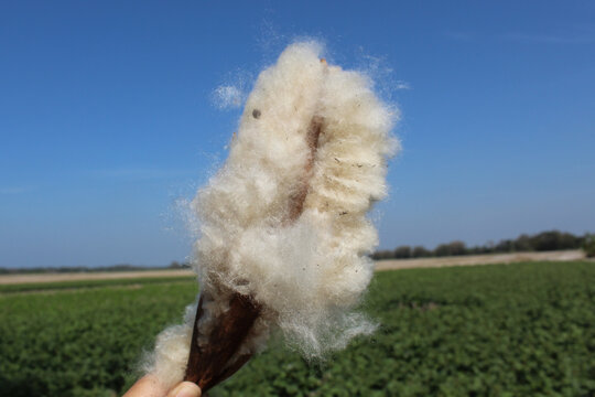 Dried fruit of Ceiba pentandra plant, produce cotton-like fluff known as the Java cotton, Java kapok, silk-cotton or samauma.
