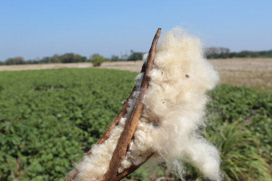 Dried fruit of Ceiba pentandra plant, produce cotton-like fluff known as the Java cotton, Java kapok, silk-cotton or samauma.