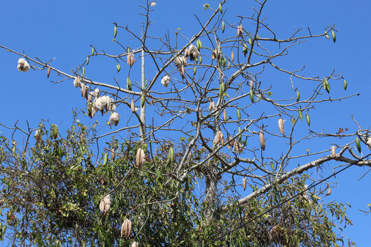 Ceiba pentandra tree produce cotton-like fluff known as the Java cotton, Java kapok, silk-cotton or samauma. High tree with clear blue sky background