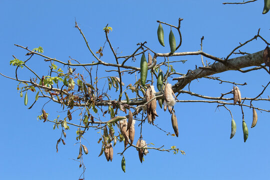 Ceiba pentandra tree produce cotton-like fluff known as the Java cotton, Java kapok, silk-cotton or samauma. High tree with clear blue sky background
