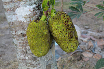 Artocarpus heterophyllus or young jackfruit hanging on the tree