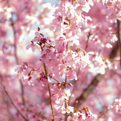 pink cherry blossom