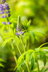Shot of a lupin, lupine or regionally as a bluebonnet.
