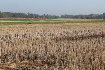 Dry rice fields after harvest during the dry season