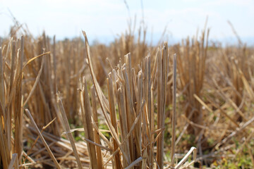Dry rice straw on rice field after harvest during the dry season