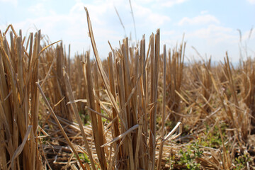 Dry rice straw on rice field after harvest during the dry season