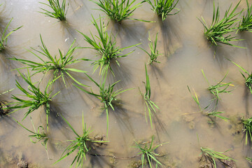 Seeding young rice plants on muddy watery rice field. Top view or flat lay