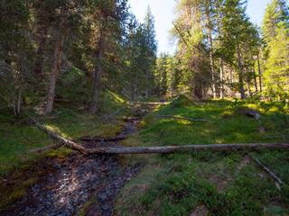 Following a trail in the swiss national park