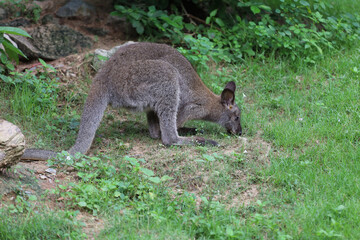 The baby kangaroo is stay and eat grass in garden