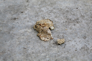 Dry chicken manure on grey background
