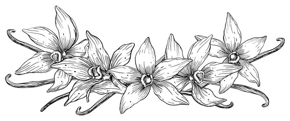 Vanilla Flower with Sticks set. Vector hand drawn illustration of orchid Flower and pods on isolated background. Bundle with outline drawing of spice. Sketch in line art style painted by black inks. © Alisles