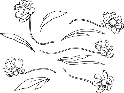 Set of cosmea flowers with leaves. Monochrome graphic line drawing. Vector image. Drawing by hand. For the design of websites, business cards, labels, printing posters on textiles and dishes. Vector
