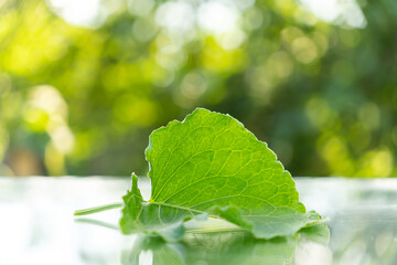 Young birch tree leaves on branches. Spring garden at sunset. Selective focus. Natural background