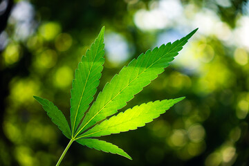 Outdoor hemp bush. Large beautiful leaves in sunlight. hemp leaf on a blurred background of a...