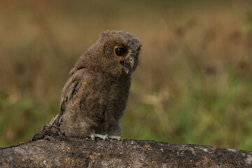 A young sunda scops owl otus lempiji screeching on a tree branch, natural bokeh background 