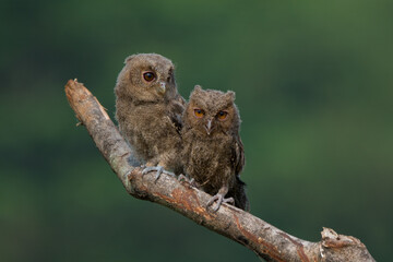 A pair of young sunda scops owl otus lempiji interacting over a tree branch, natural bokeh background 