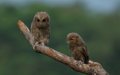 A pair of young sunda scops owl otus lempiji interacting over a tree branch, natural bokeh background 