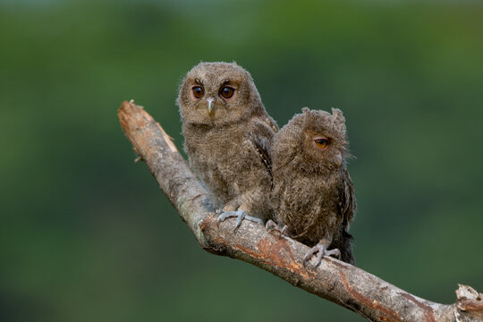A pair of young sunda scops owl otus lempiji interacting over a tree branch, natural bokeh background 