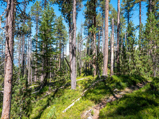 Panorama of the trees in the swiss national park