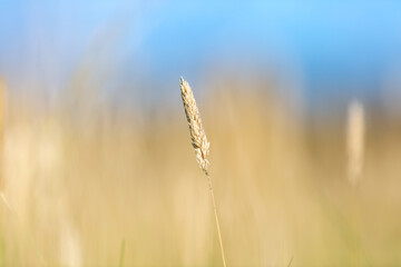 A close up of a stem of wild grass in the summer sunshine, with a shallow depth of field