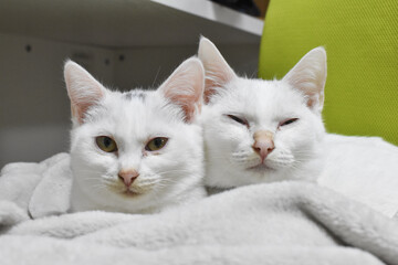 顔を並べる白猫兄妹